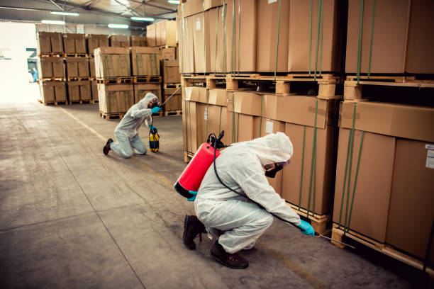 Best Wasp Removal Services  in Piru, CA