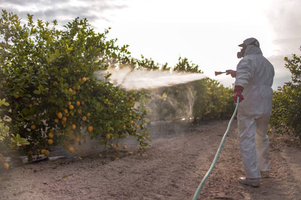 Best Bed Bug Extermination  in Piru, CA