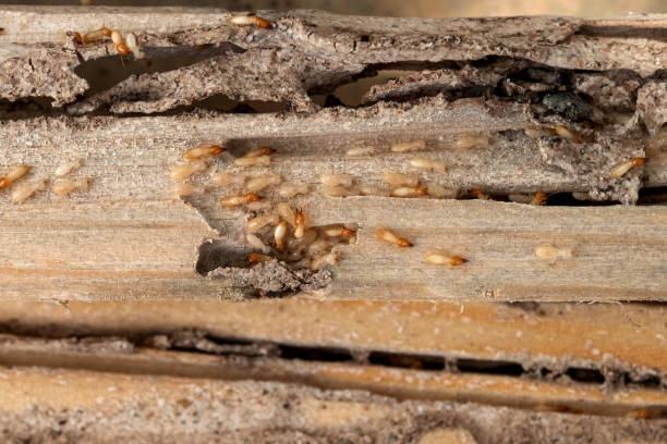 Insect Control in Piru, CA