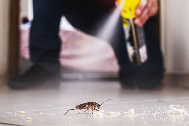 Best Local Pest Control Services  in Piru, CA