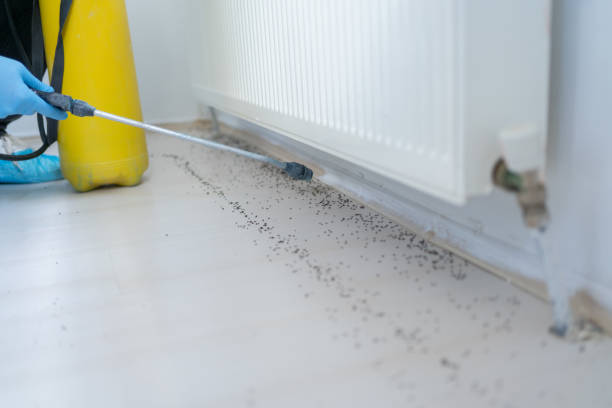 Best Cockroach Control Services  in Piru, CA