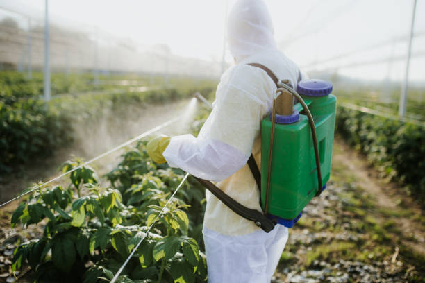 Best Local Pest Control Services  in Piru, CA